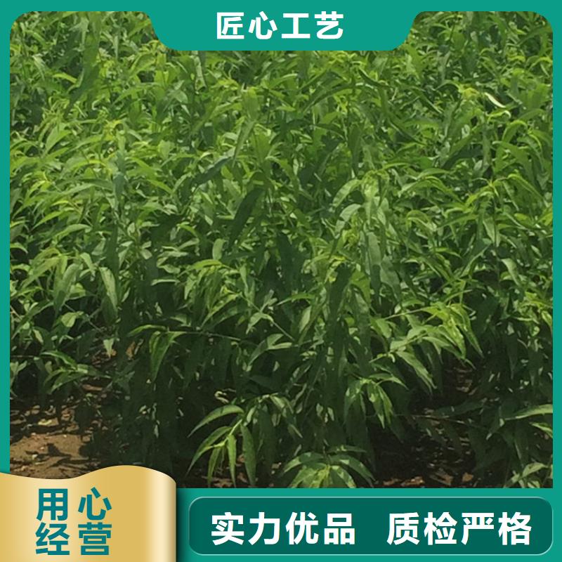 桃苹果苗多种优势放心选择