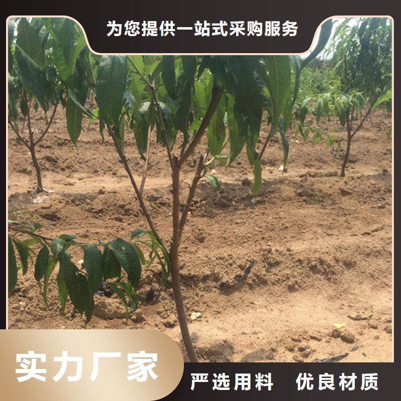 桃【西瓜番石榴苗】生产安装