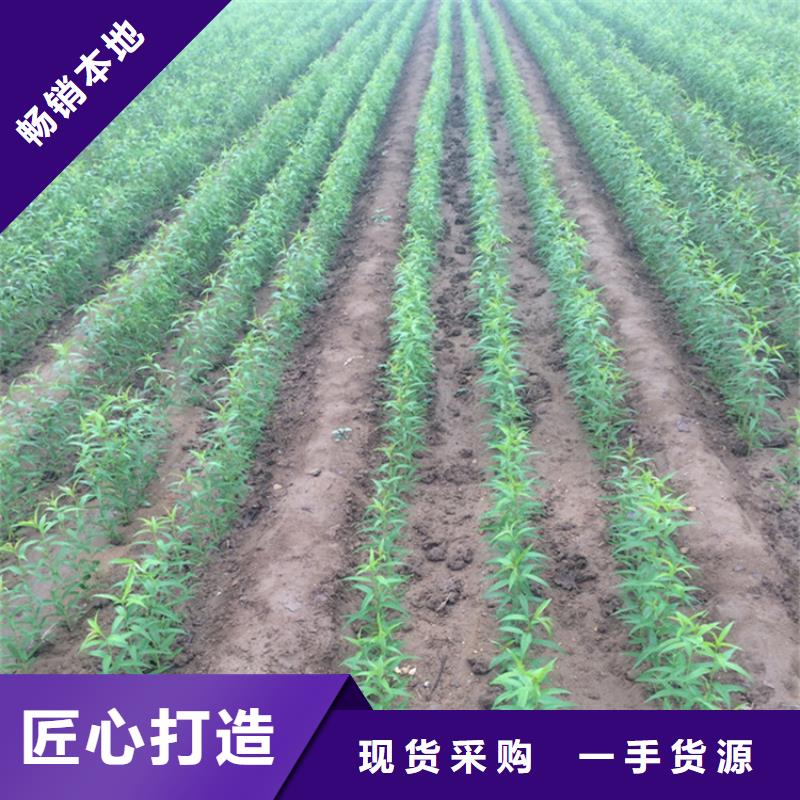 桃樱桃苗自营品质有保障