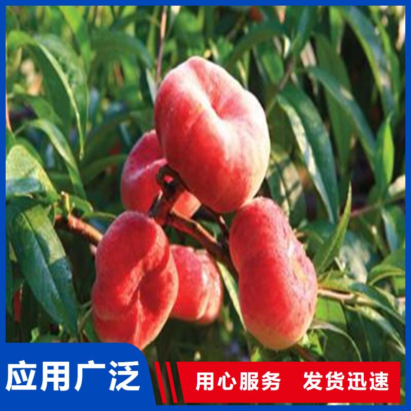桃_桃树苗免费回电