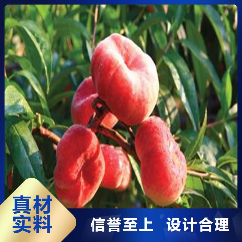 桃,【桃树苗】高品质现货销售