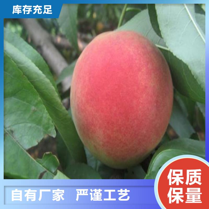 桃石榴树苗保质保量