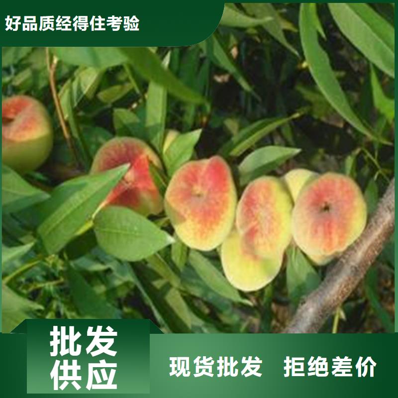 桃_梨树苗品牌大厂家