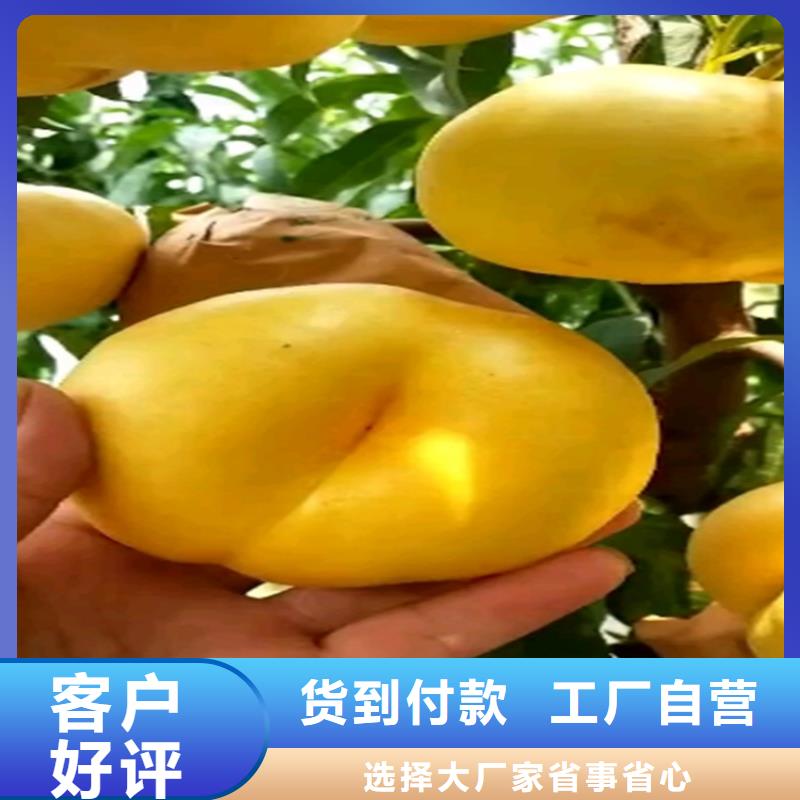 桃苹果苗品质优选