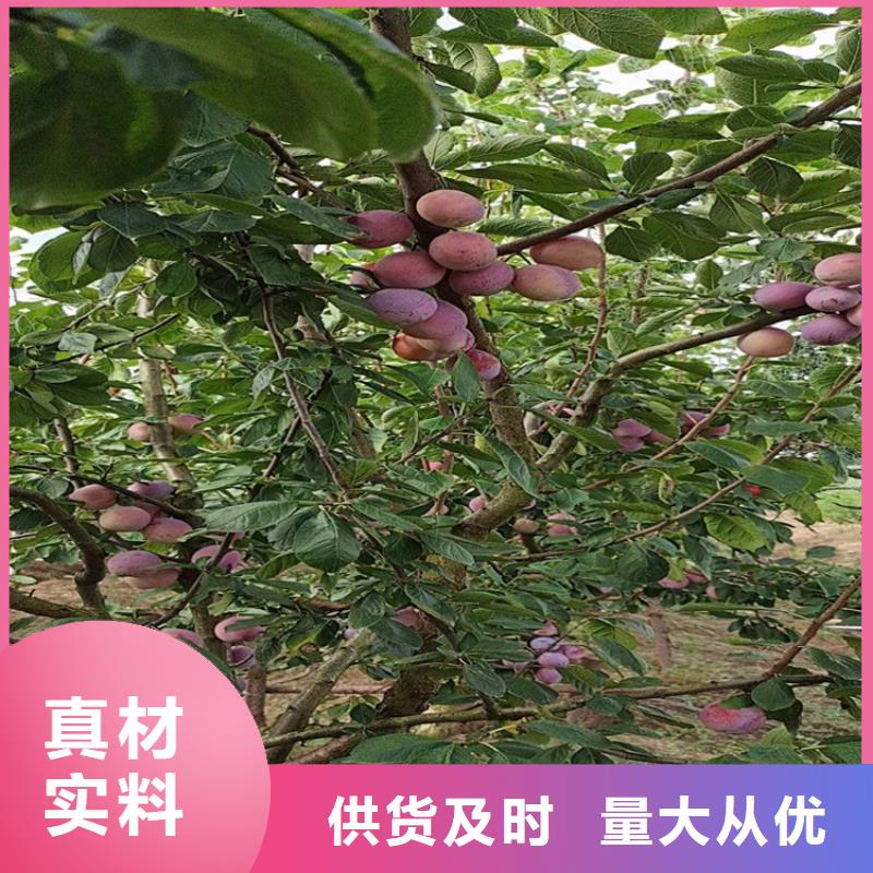 李子【3公分石榴苗】极速发货
