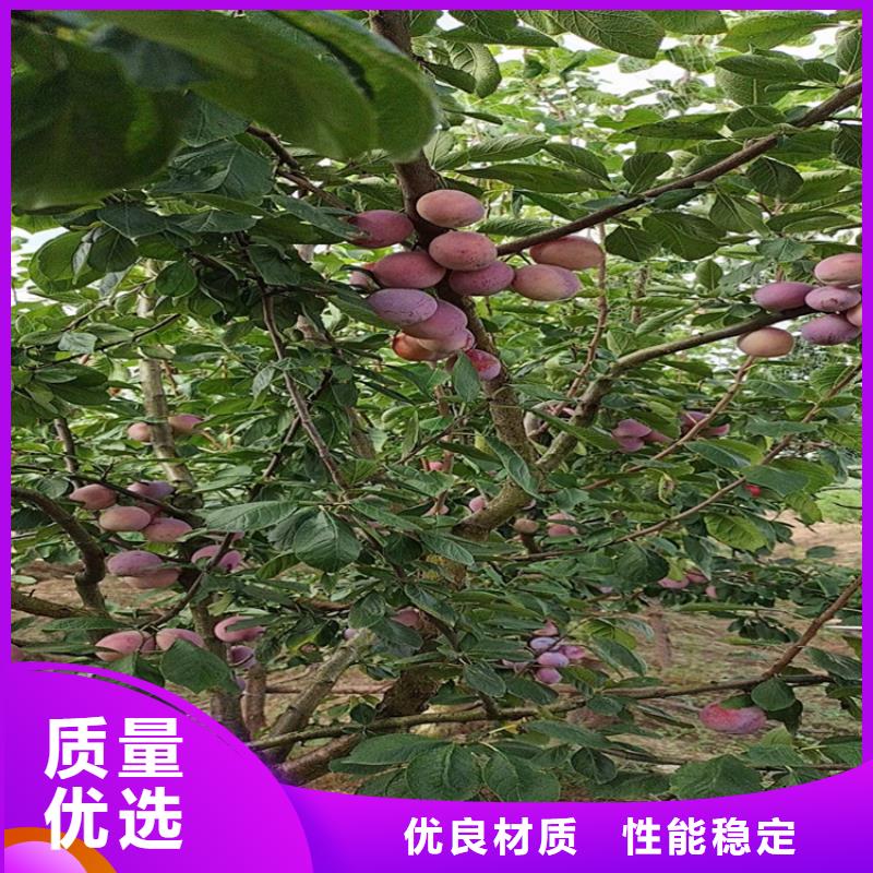 李子奶油草莓价格公道合理