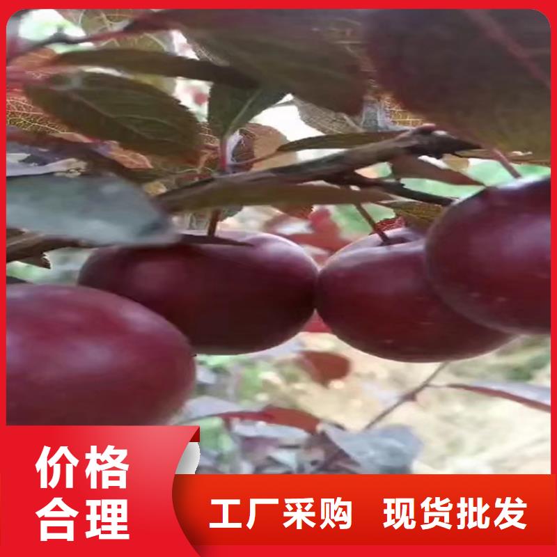 李子红石榴苗基地用心经营