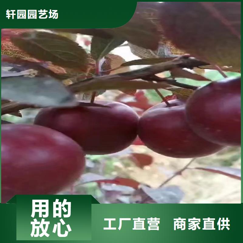 【李子樱桃苗质检合格出厂】