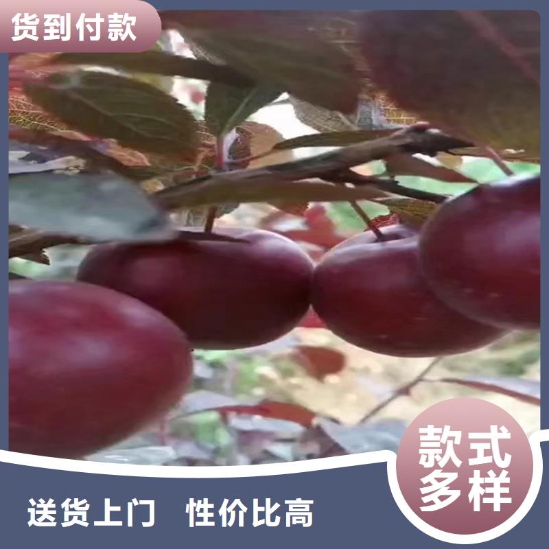 李子-樱桃苗拥有多家成功案例