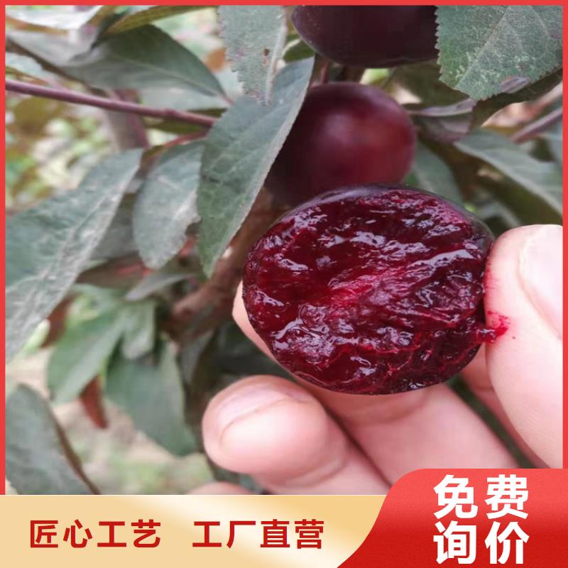 李子樱桃苗物流配货上门