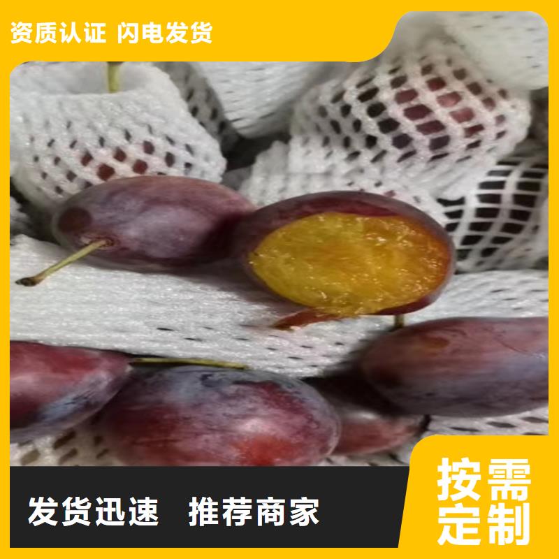 李子_红石榴苗基地用心做产品