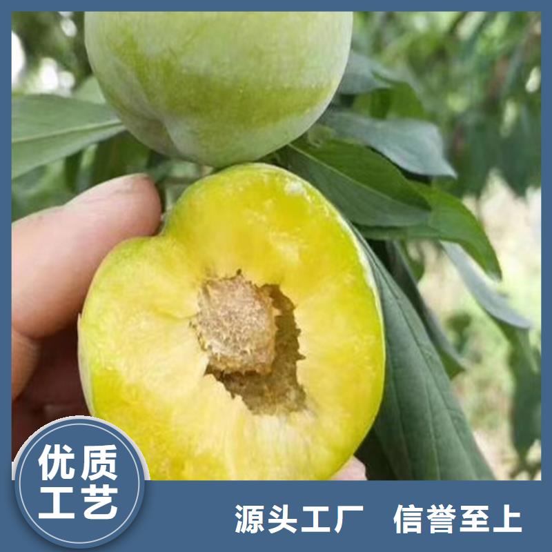 李子_红石榴苗基地用心做产品
