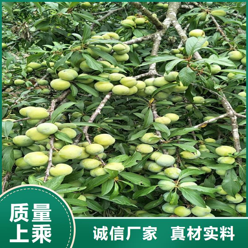 李子【3公分石榴苗】极速发货