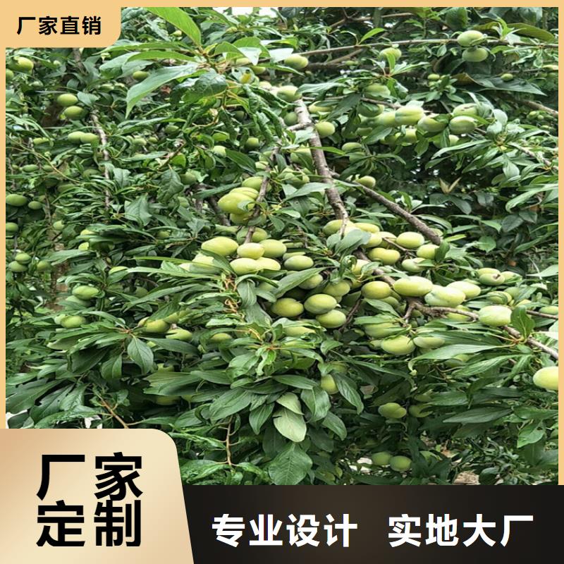 李子奶油草莓价格公道合理