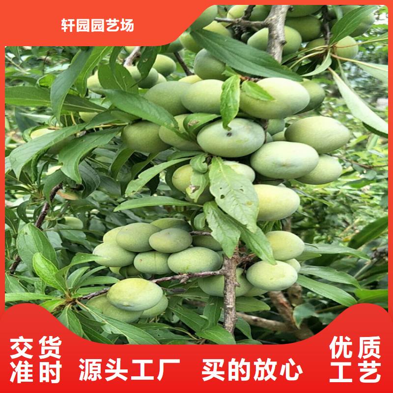 李子北美冬青支持批发零售
