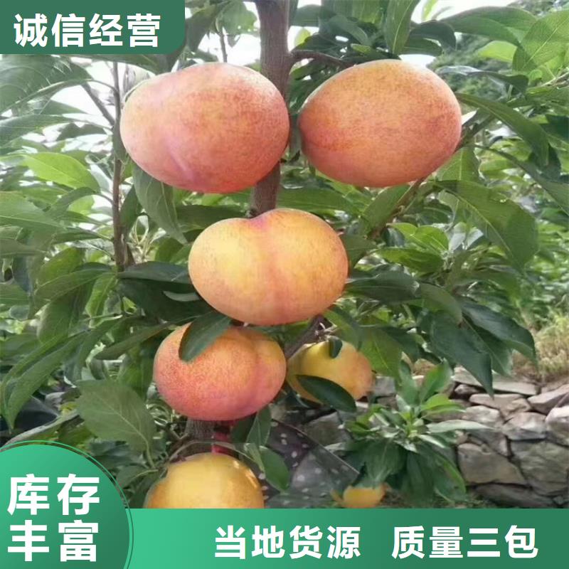 【李子苹果苗免费询价】