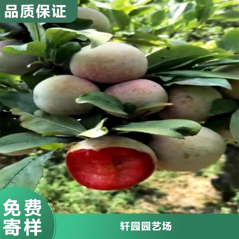 李子_板栗苗厂家直接面向客户