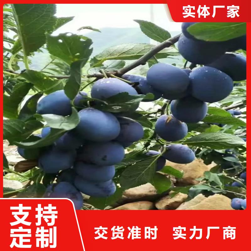 李子_梨树苗定金锁价