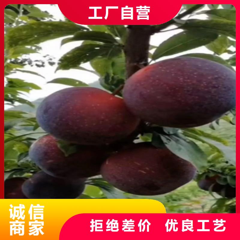 李子李树苗支持加工定制