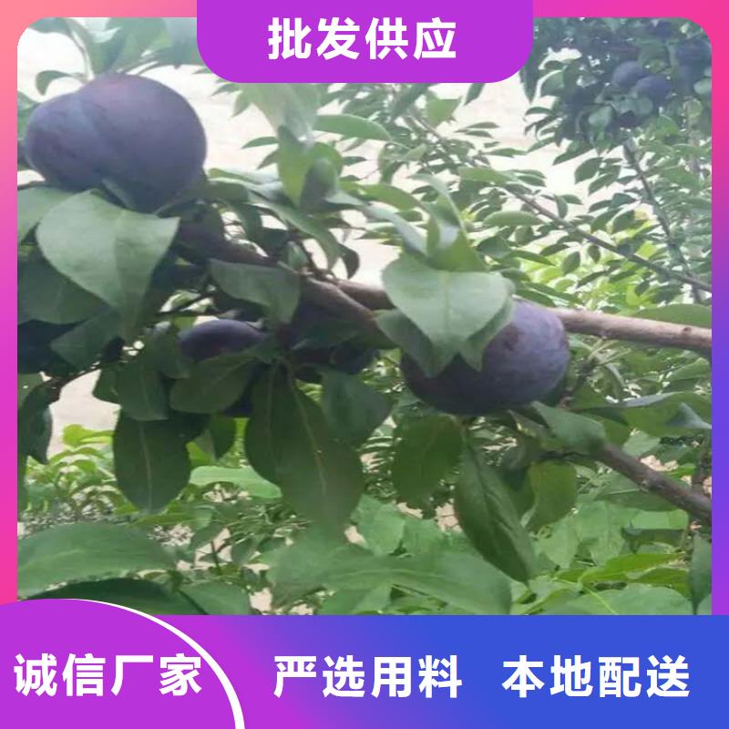 李子奶油草莓价格公道合理