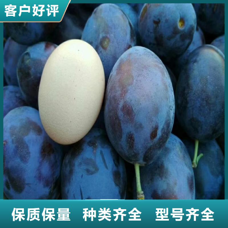 李子_【樱桃苗】实力优品
