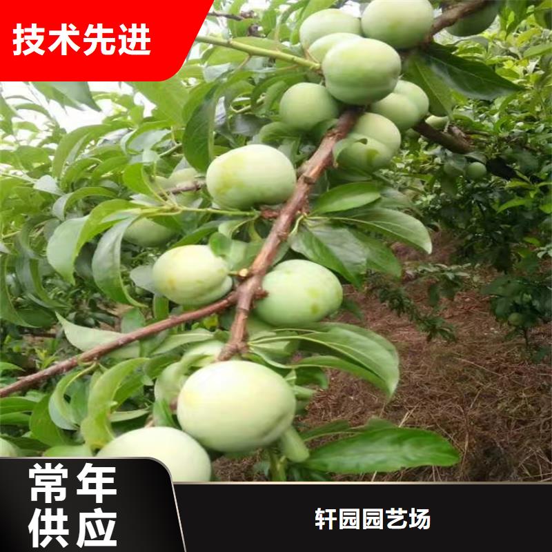 【李子】红石榴苗基地价格实在