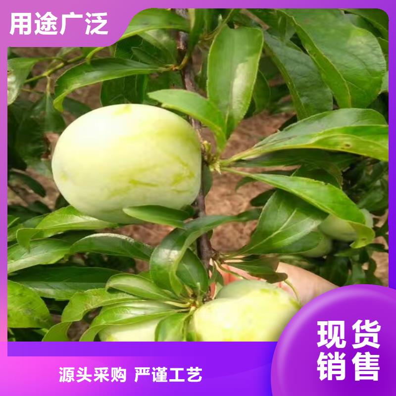 【李子苹果苗免费询价】