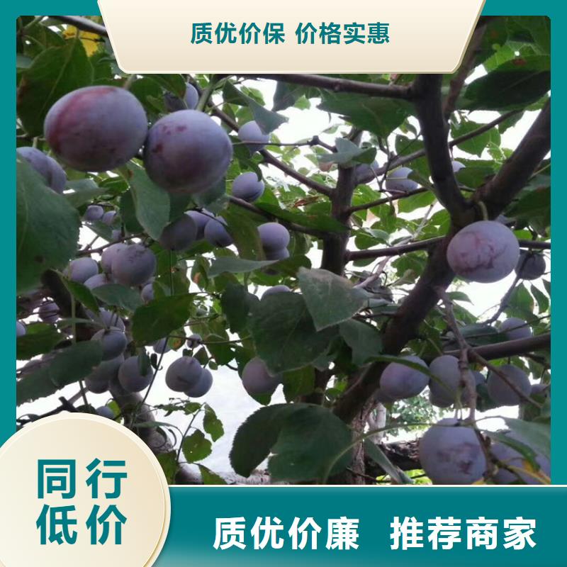【李子樱桃苗质检合格出厂】
