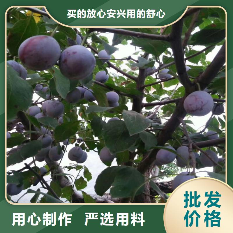 李子樱桃苗物流配货上门