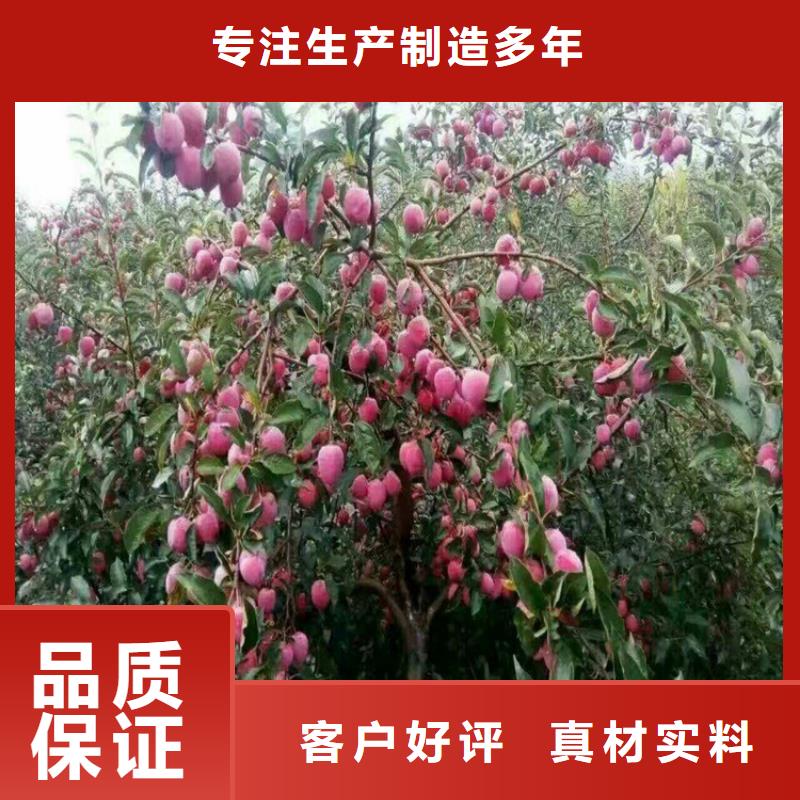 李子桃树苗厂家型号齐全