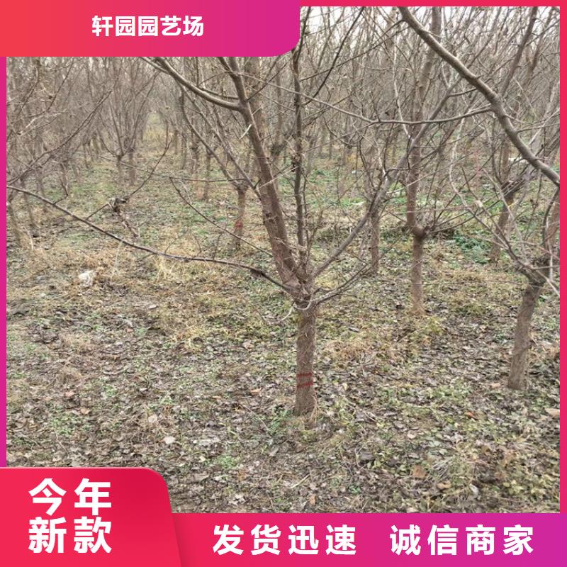 李子【嘎啦苹果】支持大小批量采购