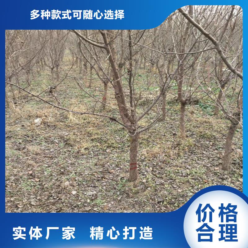 李子,樱桃苗N年专注