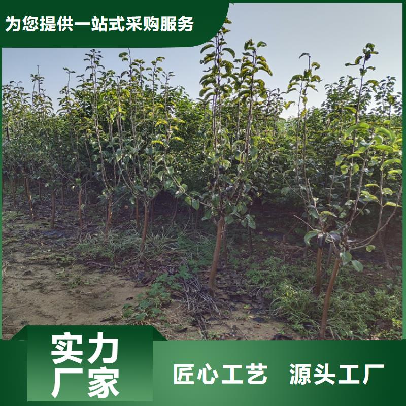 李子樱桃苗物流配货上门