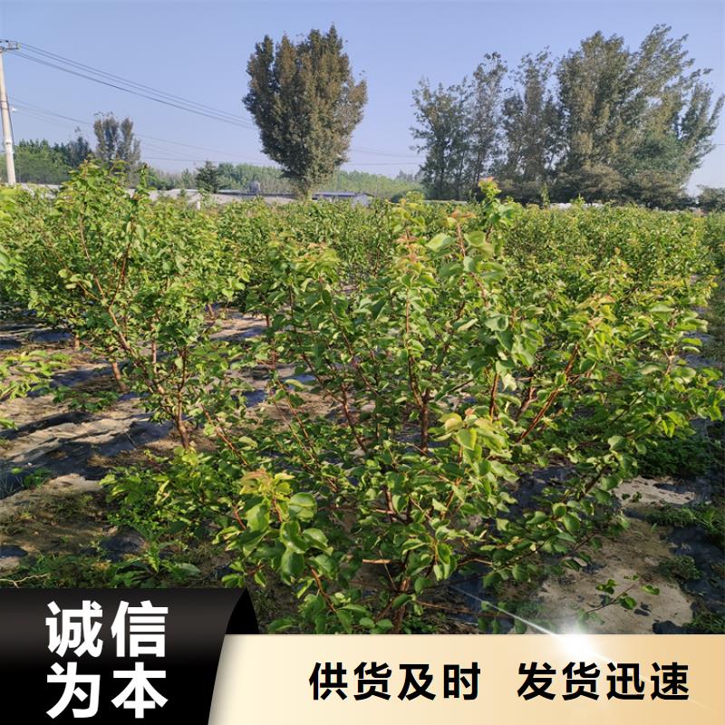 李子_樱桃苗物美价优