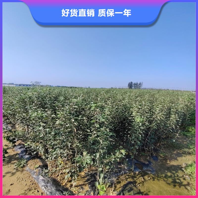 李子_梨树苗定金锁价
