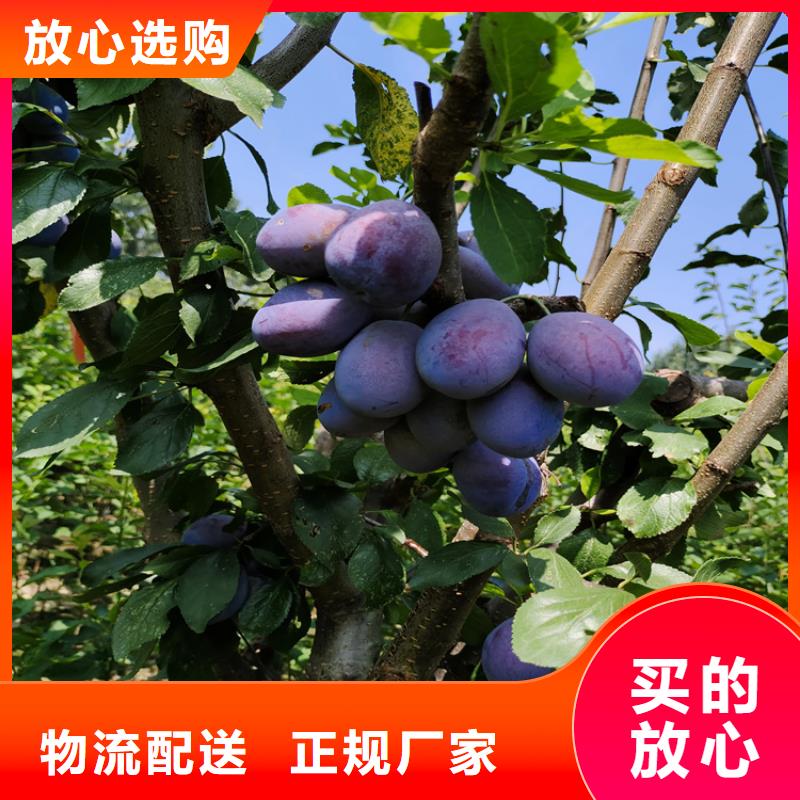 李子-樱桃苗拥有多家成功案例