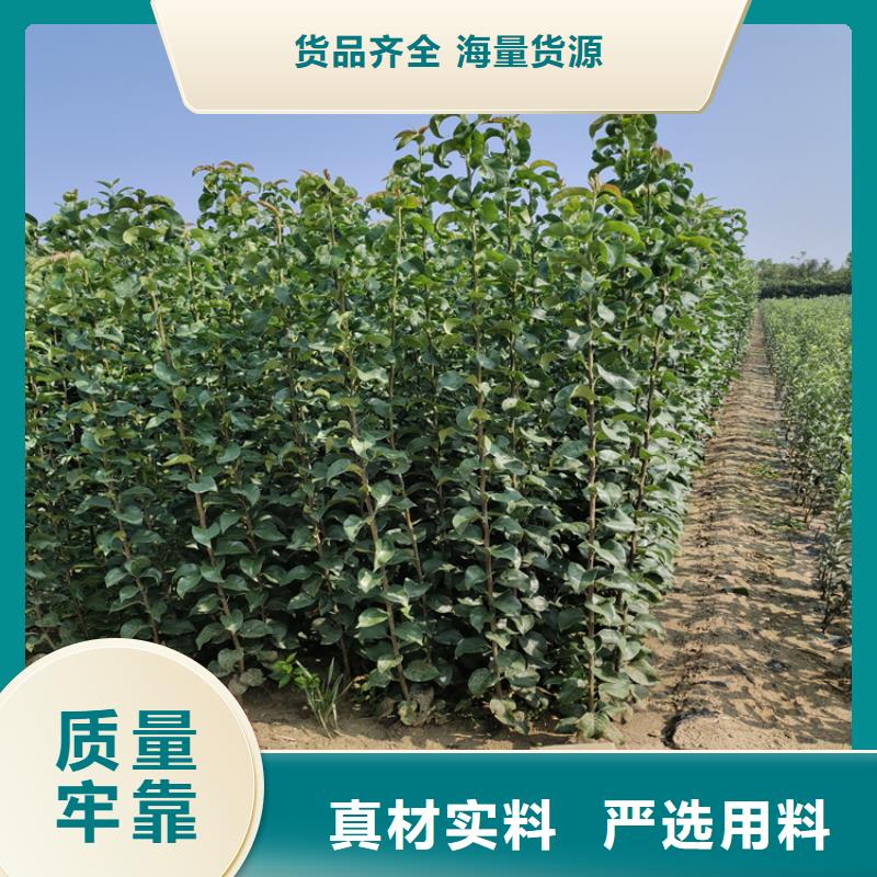 李子无花果苗用途广泛