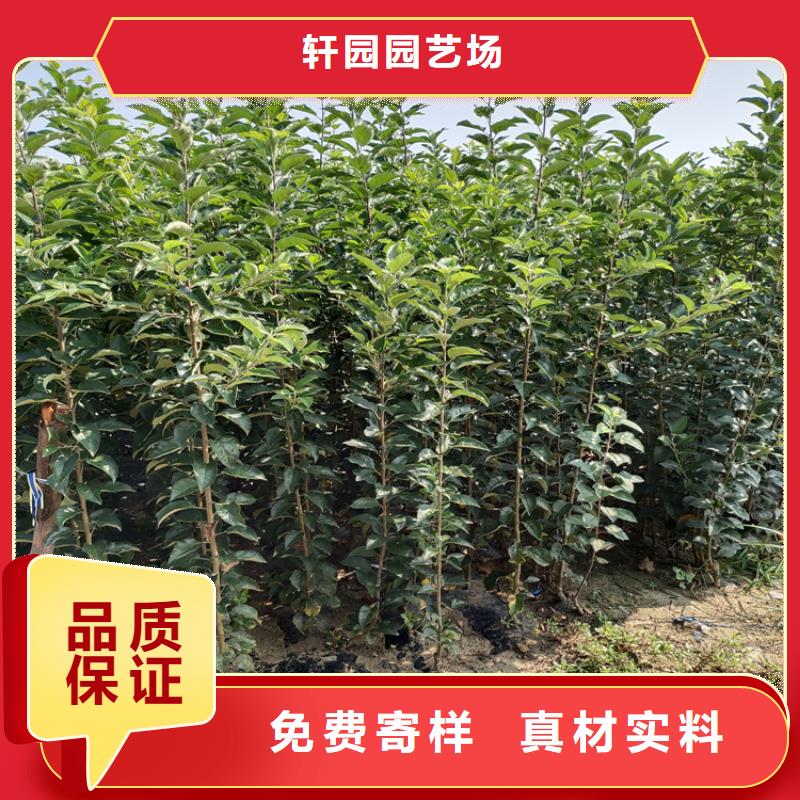 李子桃树苗厂家型号齐全