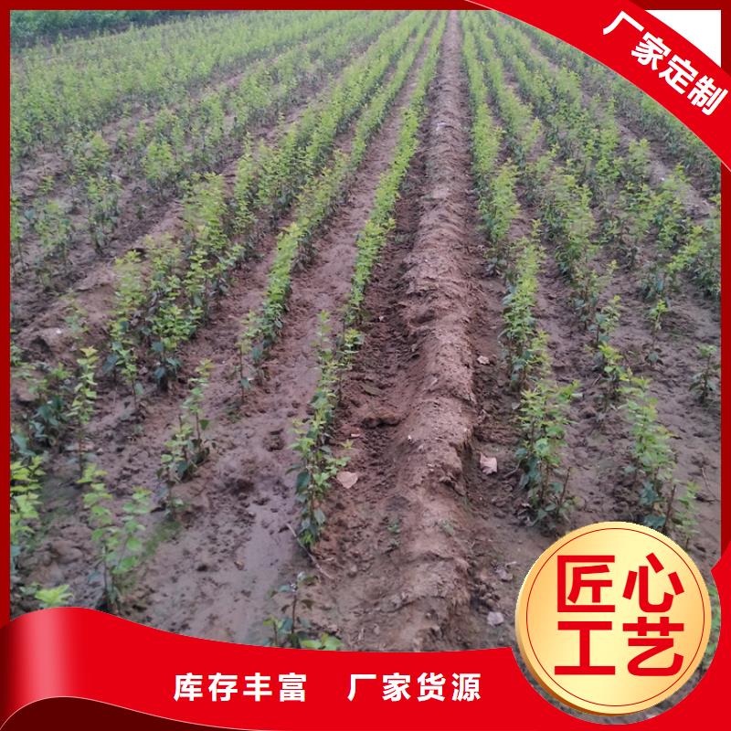 李子桃树苗选择我们选择放心