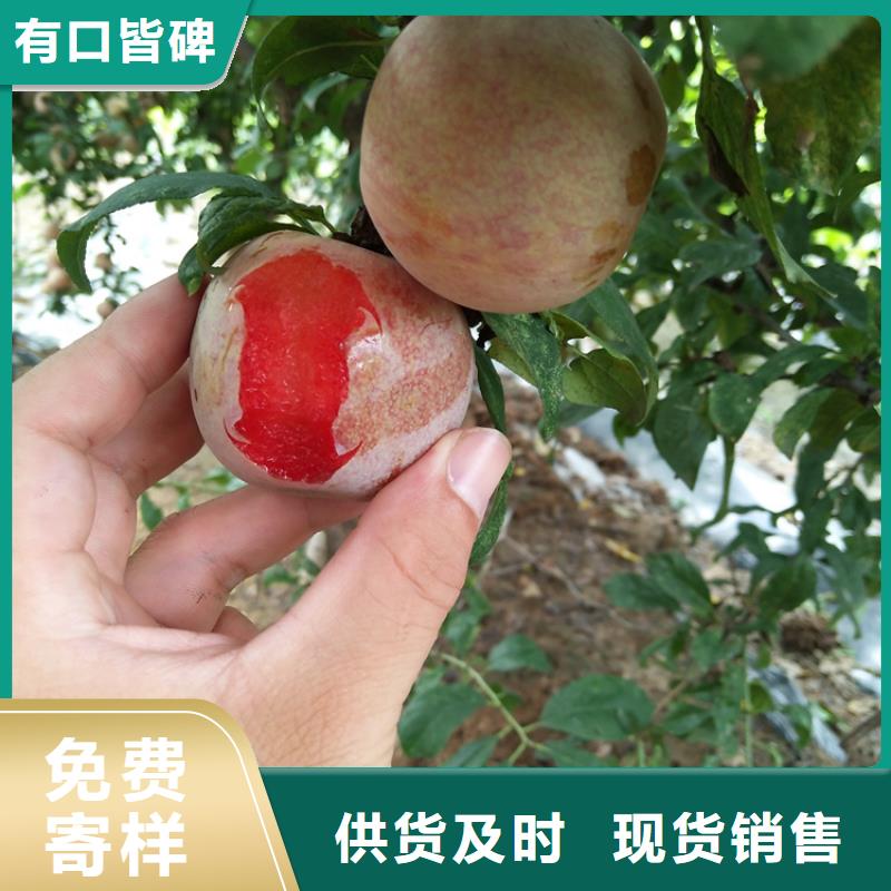 李子无花果苗用途广泛