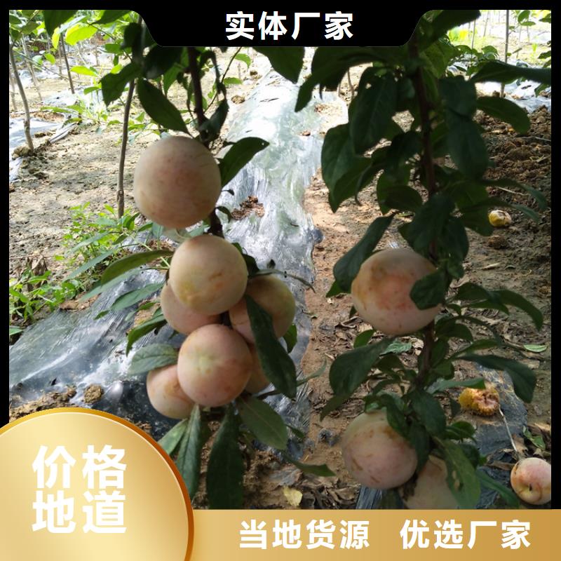 李子无花果苗用途广泛