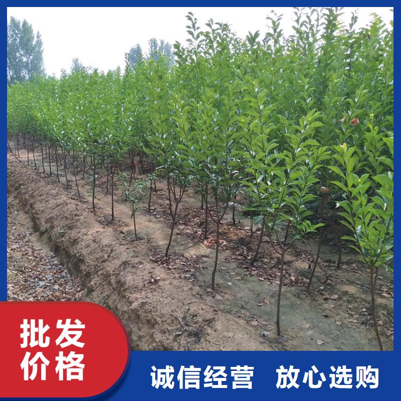 【李子苹果苗免费询价】