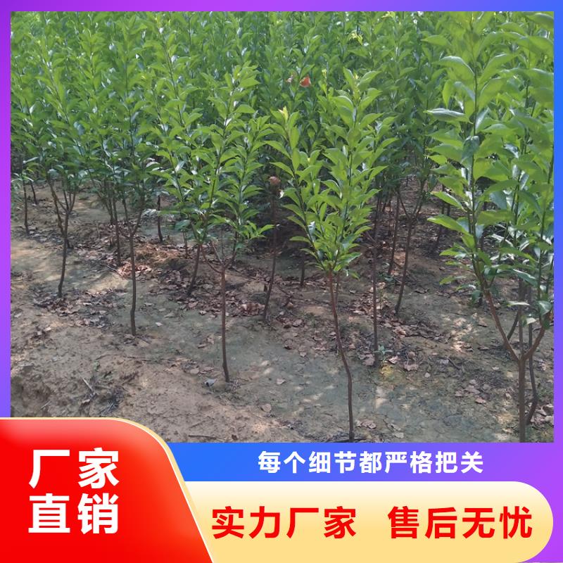 李子-樱桃苗拥有多家成功案例