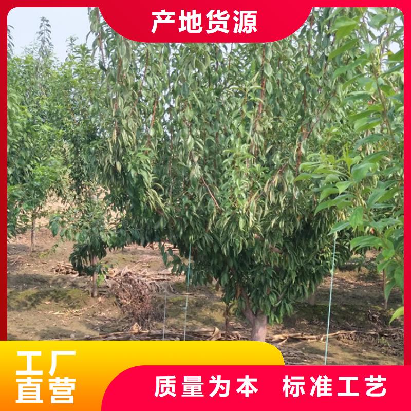 李子北美冬青支持批发零售
