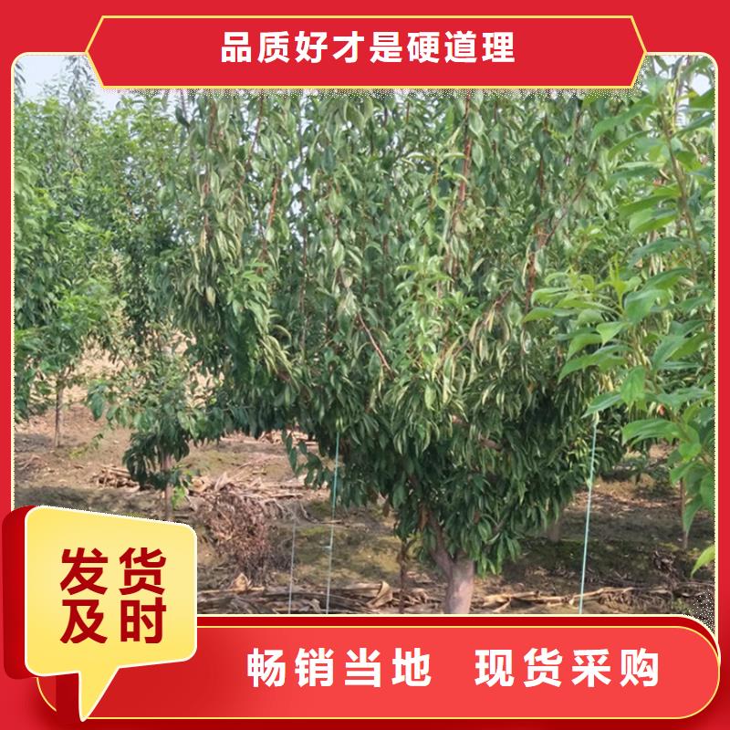 李子杏树苗检验发货
