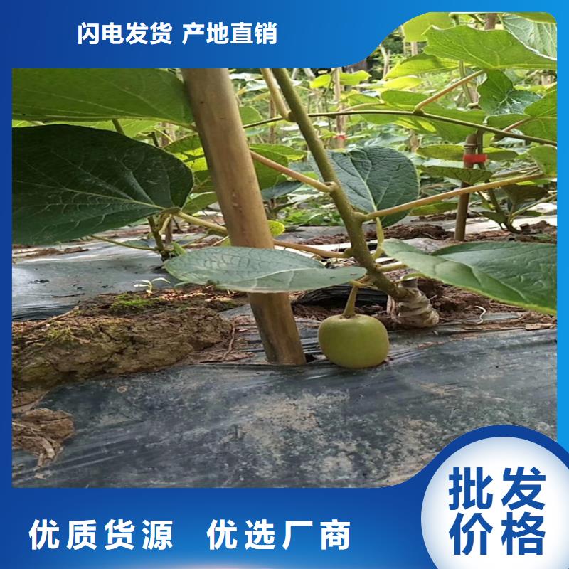 【猕猴桃】樱桃苗常年出售