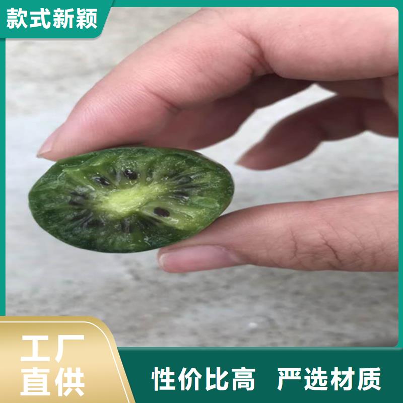 猕猴桃苹果苗质优价廉
