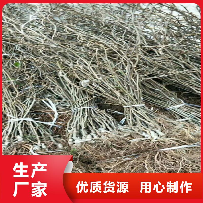 猕猴桃_杏树苗源头采购