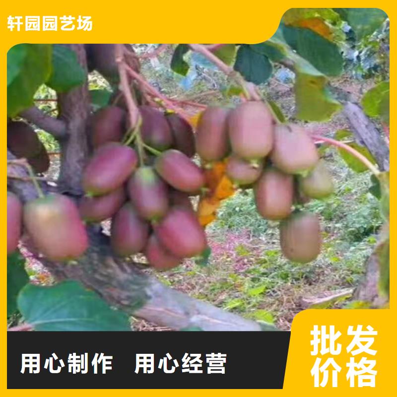 猕猴桃,樱桃苗优质货源