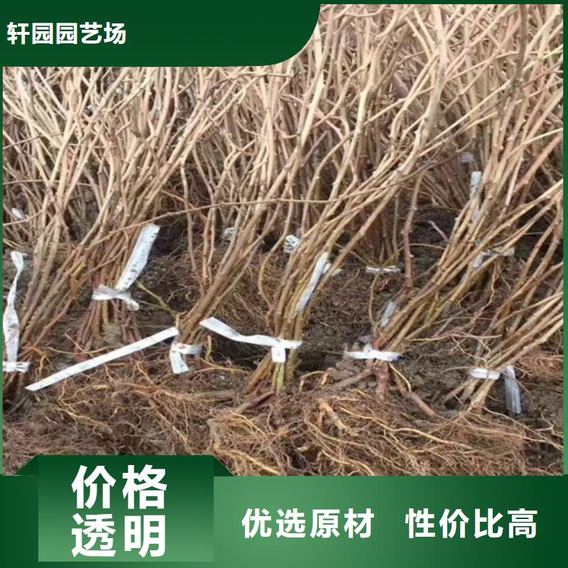 猕猴桃西瓜苗层层质检